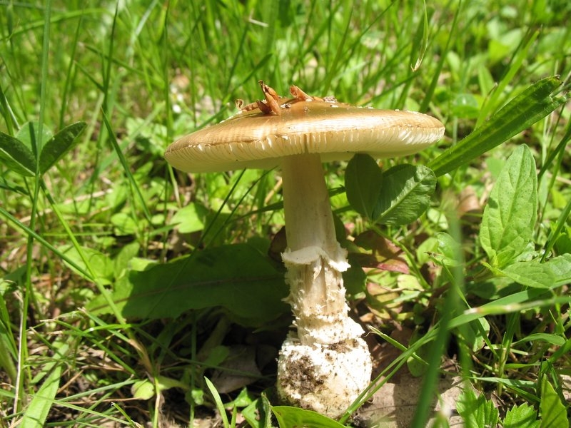 2006 amanita pantherina